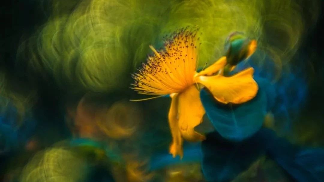 同样是拍花，这个女摄影师却把花拍成了画