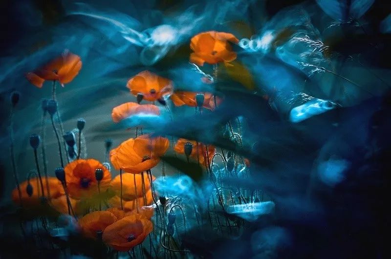 同样是拍花，这个女摄影师却把花拍成了画