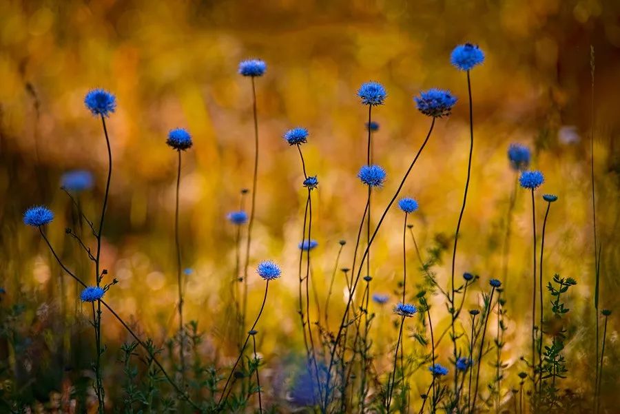 同样是拍花，这个女摄影师却把花拍成了画