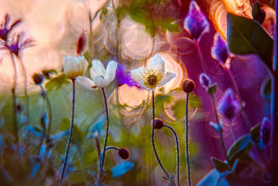 同样是拍花，这个女摄影师却把花拍成了画