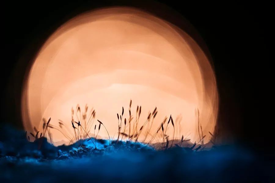 同样是拍花，这个女摄影师却把花拍成了画