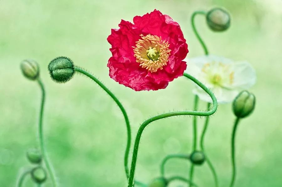 同样是拍花，这个女摄影师却把花拍成了画