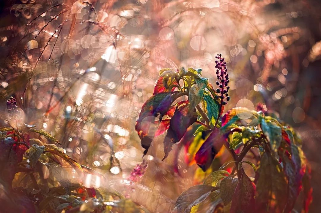 同样是拍花，这个女摄影师却把花拍成了画