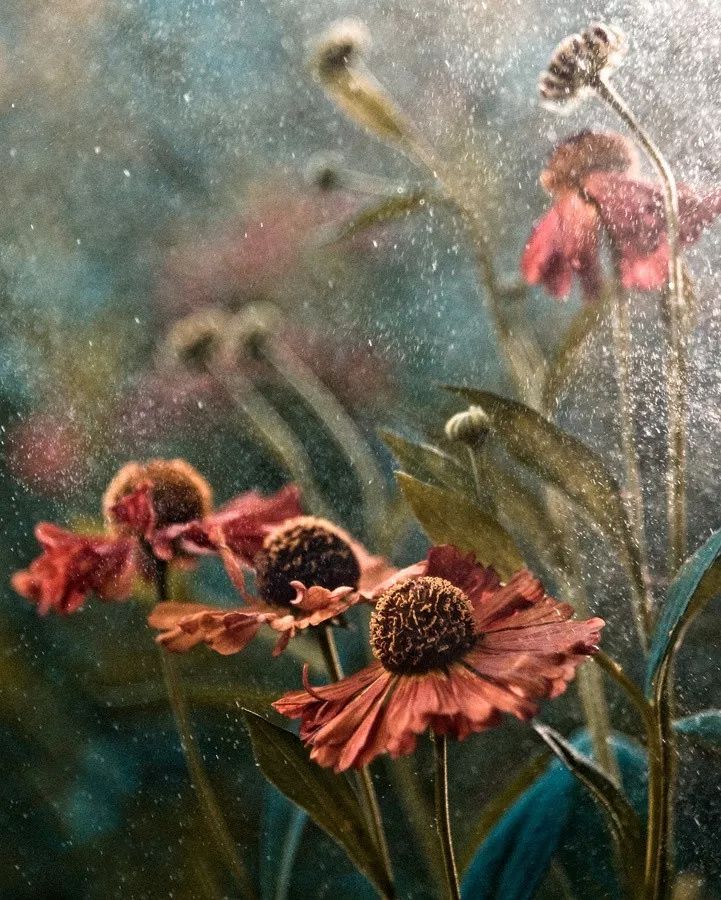 同样是拍花，这个女摄影师却把花拍成了画