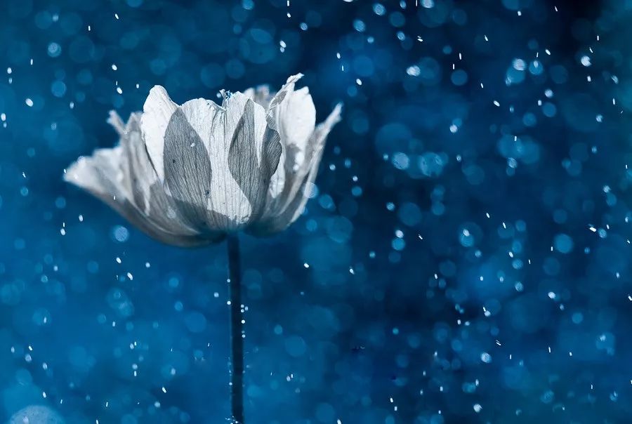 同样是拍花，这个女摄影师却把花拍成了画