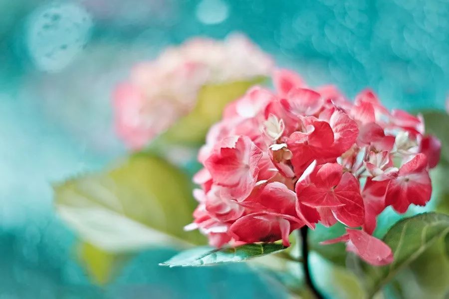 同样是拍花，这个女摄影师却把花拍成了画