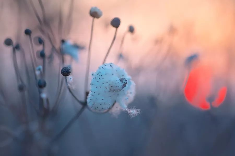 同样是拍花，这个女摄影师却把花拍成了画
