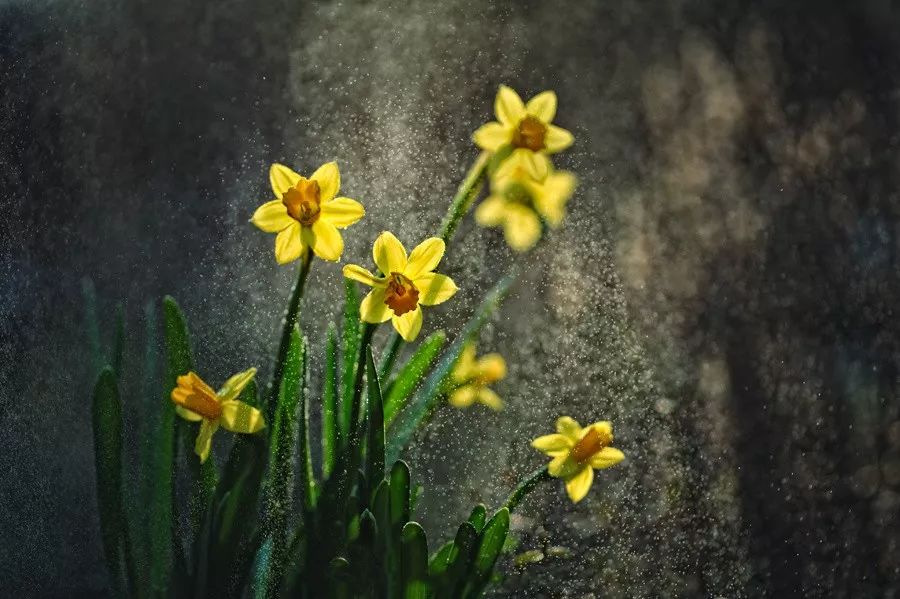 同样是拍花，这个女摄影师却把花拍成了画