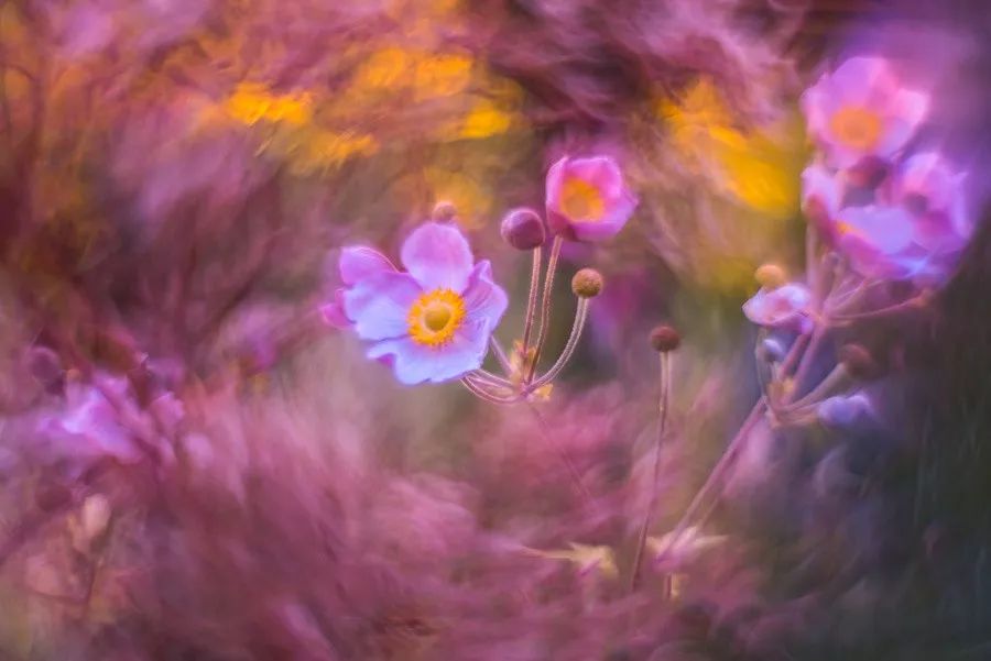 同样是拍花，这个女摄影师却把花拍成了画