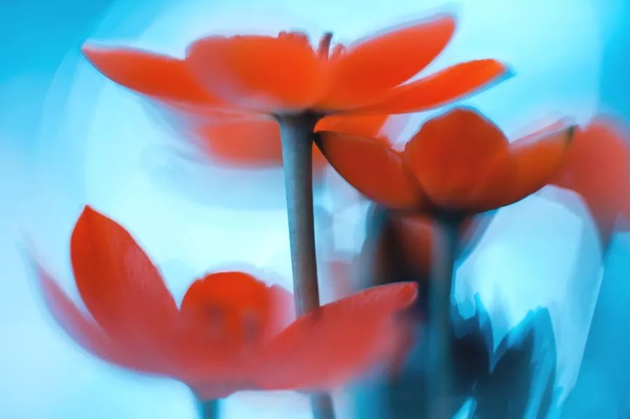 同样是拍花，这个女摄影师却把花拍成了画