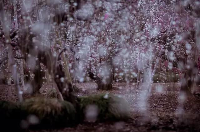 站在春天里，不用说话，就十分美好