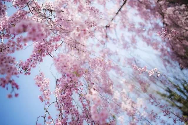 站在春天里，不用说话，就十分美好